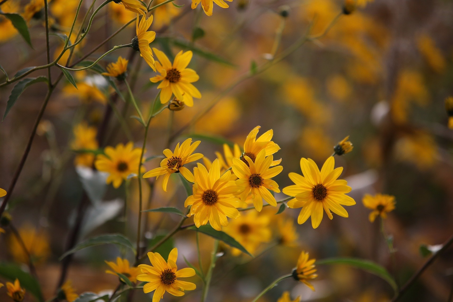 Arnica montana